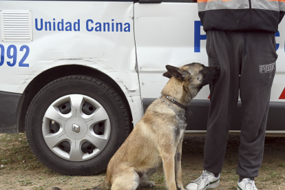 Unidad Canina de la Policia Local de Burgos. - ICAL