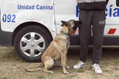 Unidad Canina de la Policia Local de Burgos. - ICAL