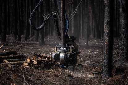 El brazo de un tractor trabaja en las labores de retirada de la leña quemada tras un incendio en Sierra de la Culebra. - E. PRESS