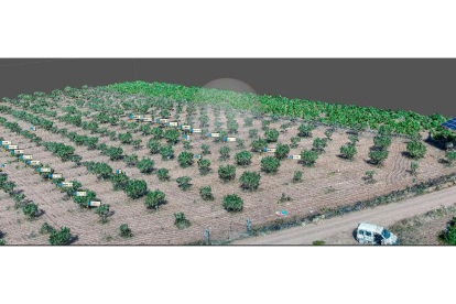 Imagen de un cultivo de pistachos captada con drones.- ICAL