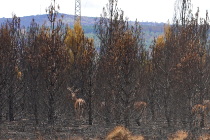 Ciervos en la zona arrasada por el incendio de la Sierra de la Culebra en Zamora. ICAL