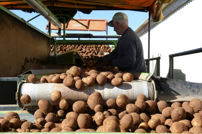 Recepción de patatas, uno de los productos con más fluctuación, en una explotación de la provincia de Burgos. / ICAL
