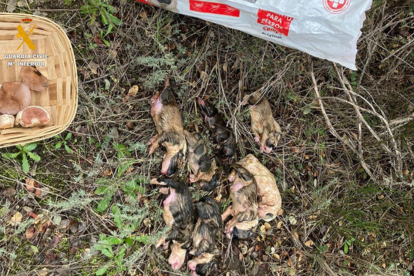 Investigan a una mujer de Peromingo (Salamanca) tras el hallazgo de ocho cachorros de mastín muertos/ Ical