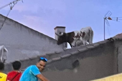 Cabestro encima de un tejado de una casa en Villalpando. -E.M.
