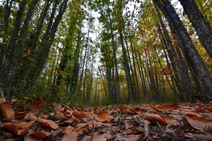 El bosque 'Soto de los Barrios' de Ponferrada - BOSQUE SIN FRONTERAS