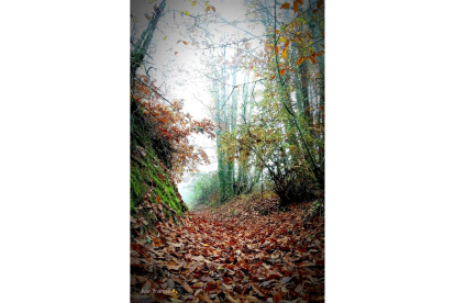 El bosque 'Soto de los Barrios' de Ponferrada - BOSQUE SIN FRONTERAS