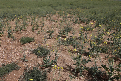 Campos de cultivo afectados por la sequía. - ICAL