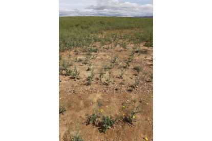 Campos de cultivo afectados por la sequía. - ICAL