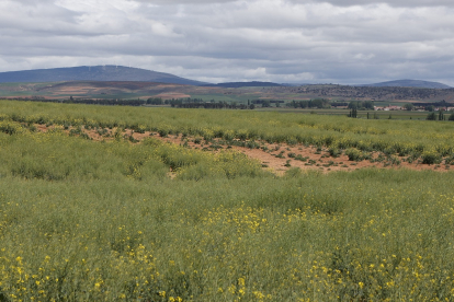 Campos de cultivo afectados por la sequía. - ICAL