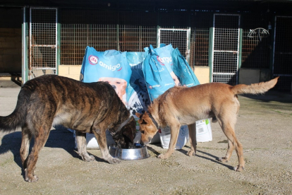 Dos perros comen el pienso recogido en la campaña de Responsabilidad Social corporativa de Gadis. E.M