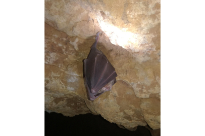 Una imagen de un murciélago en Castilla y León. E.M.