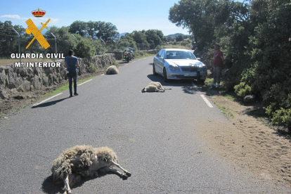Un conductor investigado por atropellar tres ovejas en Ávila. - GUARDIA CIVIL