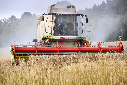 Una cosechadora recoge el grano en un campo de cereal durante una anterior campaña. PQS / CCO