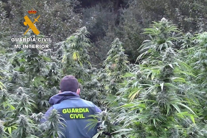 Plantación de marihuana descubierta en una paraje recóndito de la comarca de Montes de Oca, en la provincia de Burgos. - GUARDIA CIVIL DE BURGOS.