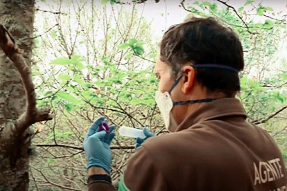 Sueltas controladas de ‘Torymus sinensis’ contra la avispilla en León. | ICAL