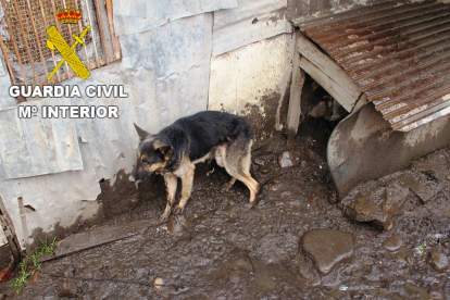 Dos investigados por tener dos perros abandonados, con heridas y desnutridos en Villablino (León).- ICAL