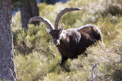 La cabra montesa de la reserva de caza de Las Batuecas, una especie a controlar por su crecimiento exponencial. -ICAL