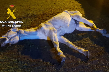 El caballo tumbado en el suelo en Las Merindades en Burgos. G.C.