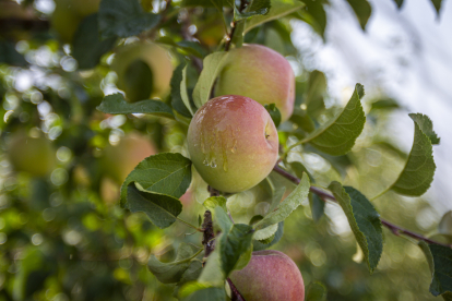 Nufri cuenta con 700 hectáreas de manzanos en producción en su finca de La Rasa. MARIO TEJEDOR