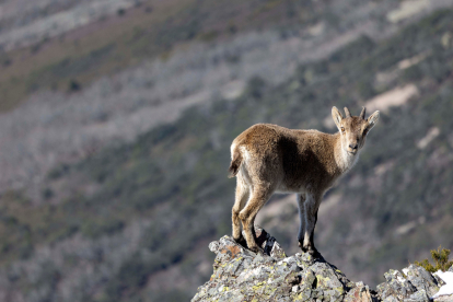Cabra montesa en la Reserva Regional de Caza de Las Batuecas. -ICAL