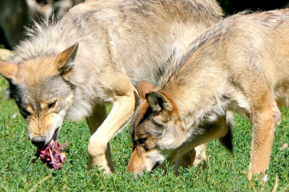 Una manada de lobos se reparte la carne de una res. PQS / CCO