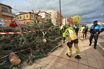 Los bomberos retiran un árbol caído por el viento en Ciudad Rodrigo (Salamanca).