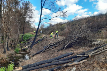 Actuaciones de restauración forestal y medioambiental de la CHD en cauces de la cuenca afectados por el incendio de la sierra de la Culebra