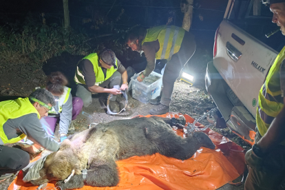 Captura de un oso para la colocación de un collar con GPS el pasado 11 de agosto en Sosas de Laciana, en la provincia de León.