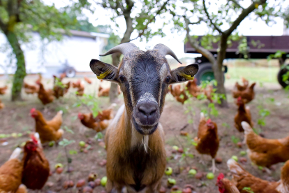 Una cabra junto a las galllinas en una explotación agroganadera.