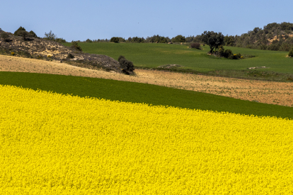 Los campos de colza en la zona de San Esteban de Gormaz llaman la atención por su intenso amarillo.