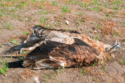 Ejemplar muerto de águila imperial ibérica