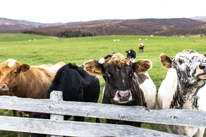 Imagen de archivo de vacas Dos vacas asoman sobre el vallado de una explotación en régimen extensivo