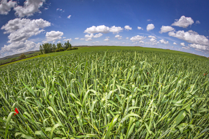 Campo de espelta en ecológico en la provincia de Soria.