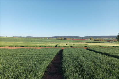 Campos de cereal en la localidad burgalesa de Lerma, en la comarca de Arlanza.