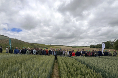 Visita de agricultores a los campos de ensayo de la Fundación Caja Rural de Burgos gestionados por el Itacyl.