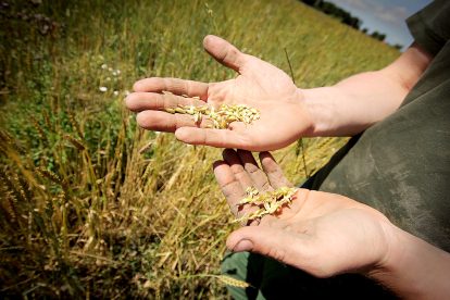 Un agricultor sostiene granos de cereal en una explotación agrícola.