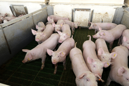 En Castilla y León hay 4.300 granjas y un censo de 4,7 millones de cerdos.