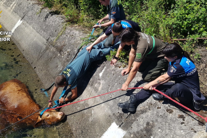 La guardia civil y la policía local de Guardo(Palencia) rescatan a una vaca de una acequia de riego