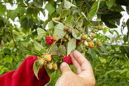 Algunos de los productores ya han comenzado a cosechar sus frutos rojos en El Royo