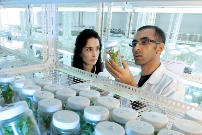 Dos investigadores realizan un experimento sobre productos vegetales en un laboratorio