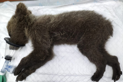 Osezno recuperado en Barniedo de la Reina (León) y trasladado al Centro de Recuperación de Animales de Valladolid para su rehabilitación.