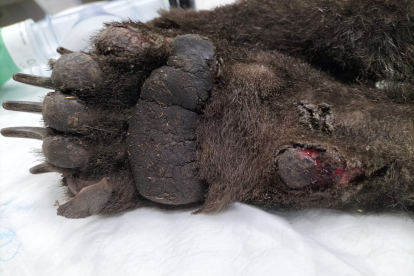 Imagen de una de las patas del osezno recuperado en Barniedo de la Reina (León) y trasladado al Centro de Recuperación de Animales de Valladolid para su rehabilitación.