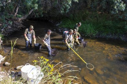 Agentes medioambientales de la Junta de Castilla y León y celadores de la Reserva de Caza de Urbión rescatan ejemplares de especies piscícolas que se encontraban en pozas aisladas en el río Tera