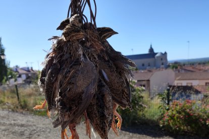 Apertura de la media veda de caza en Castilla y León.