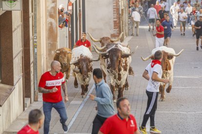 Precioso encierro en su parte urbana con novillos de la ganadería Núñez del Cuvillo