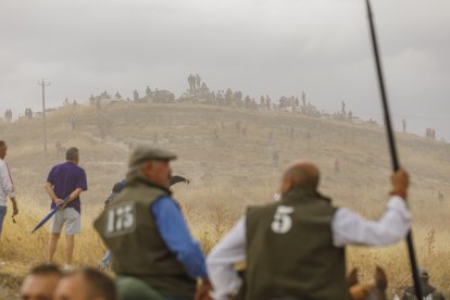 Toros de la ganadería de Cebada Gago en el último encierro de Cuéllar