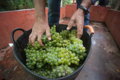 Imagen de archivo de la variedad de uva godello