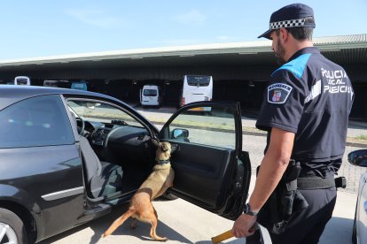 Unidad Canina de la Policía Local de Palencia (Uican).