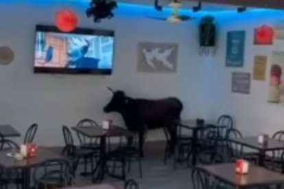 Una vaquilla se cuela en un bar durante un encierro en Cantalapiedra