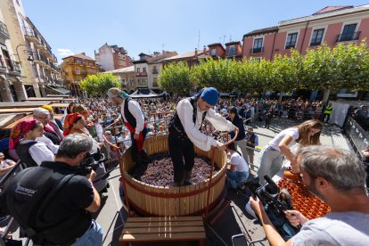 Pisado de la uva en la Gran Fiesta de la Vendimia de la D.O. Ribera del Duero